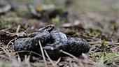 Adder curled up on ground