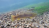 Brown trout in a river