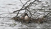 Great crested grebe on nest