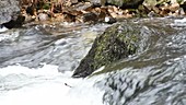 Dipper on rock in a river