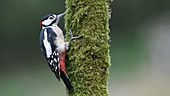 Great spotted woodpecker feeding