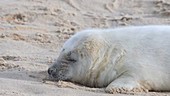 Grey seal on beach