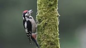 Great spotted woodpecker feeding