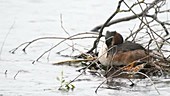Great crested grebe on nest