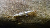 Mayfly larva underwater