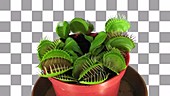 Venus flytrap, timelapse