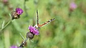 Painted lady butterfly feeding