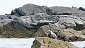Otter feeding on rocks