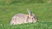 Rabbit nibbling grass
