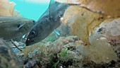 Crabs and fish underwater