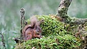 Red squirrel nibbling food
