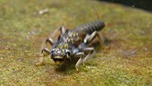 Stonefly larva bobbing