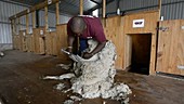 Blade-shearing a Merino sheep