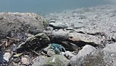 White-clawed crayfish on rocks