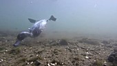 Tufted ducks underwater