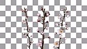 Apricot blossom, timelapse