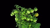 Tomatoes ripening, timelapse