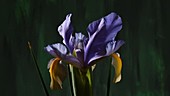 Iris opening, timelapse