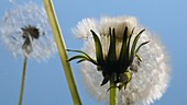 Dandelion seeds, timelapse