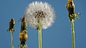 Dandelion seeds, timelapse