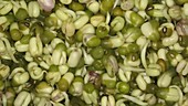 Sprouting mung beans, timelapse