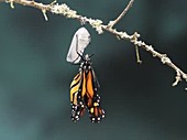 Monarch butterfly, timelapse