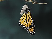 Monarch butterfly, timelapse