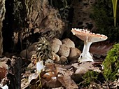 Fly agaric mushrooms, timelapse