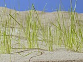 Grass in desert, timelapse