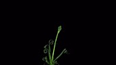 Corkscrew albuca growing, timelapse