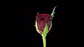 Valentino rose opening, timelapse