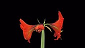 Amaryllis Minerva flower, timelapse
