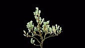 Salix helvetica bonsai, timelapse