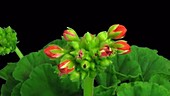 Geranium opening, timelapse