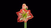 Amaryllis flowers opening, timelapse