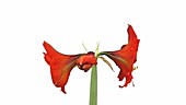 Amaryllis Olaf flower, timelapse