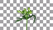 Peruvian lily rotating, timelapse