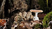 Stinkhorn and fly agarics, timelapse