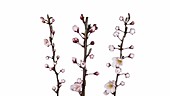 Apricot blossom, timelapse