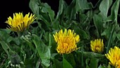 Dandelion opening, timelapse