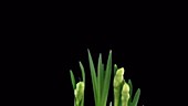 Narcissus erlicheer flowers, timelapse