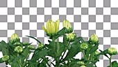 Chrysanthemum flowering, timelapse