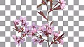 Cherry blossom, timelapse