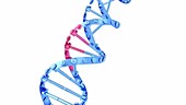 DNA double helix, animation