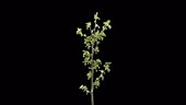 Redcurrant branch, timelapse