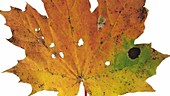 Maple leaf dying, timelapse