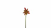 Dahlia Georgine flowering, timelapse