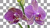 Phalaenopsis orchid, timelapse