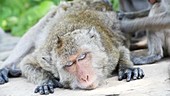 Macaque facial expressions