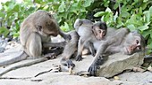 Macaque suckling
